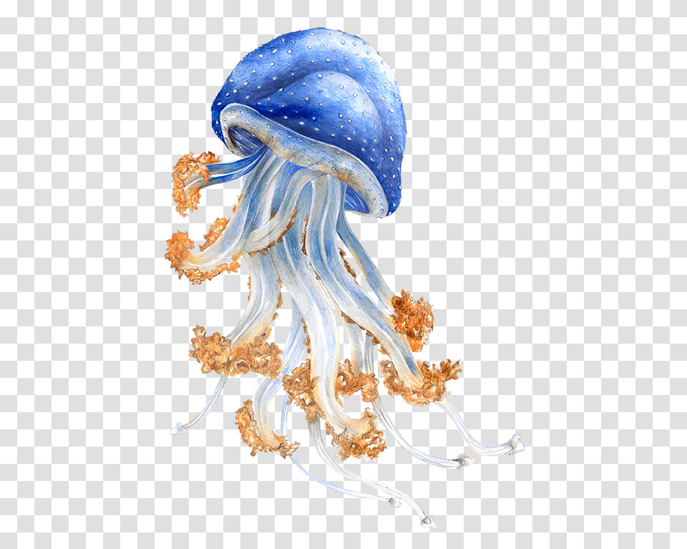 Australian Jellyfish Im Zoo Rostock Erleben Illustration, Sea Life, Animal, Invertebrate, Bird Transparent Png
