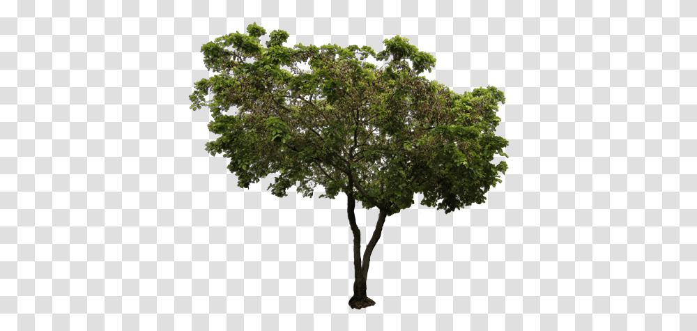 Australian Native Trees 1 Image African Tree, Plant, Oak, Tree Trunk, Sycamore Transparent Png