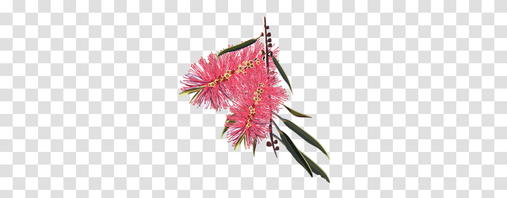 Australian Plants 1 Image Bottle Brush Line Drawing, Pollen, Flower, Blossom, Tree Transparent Png