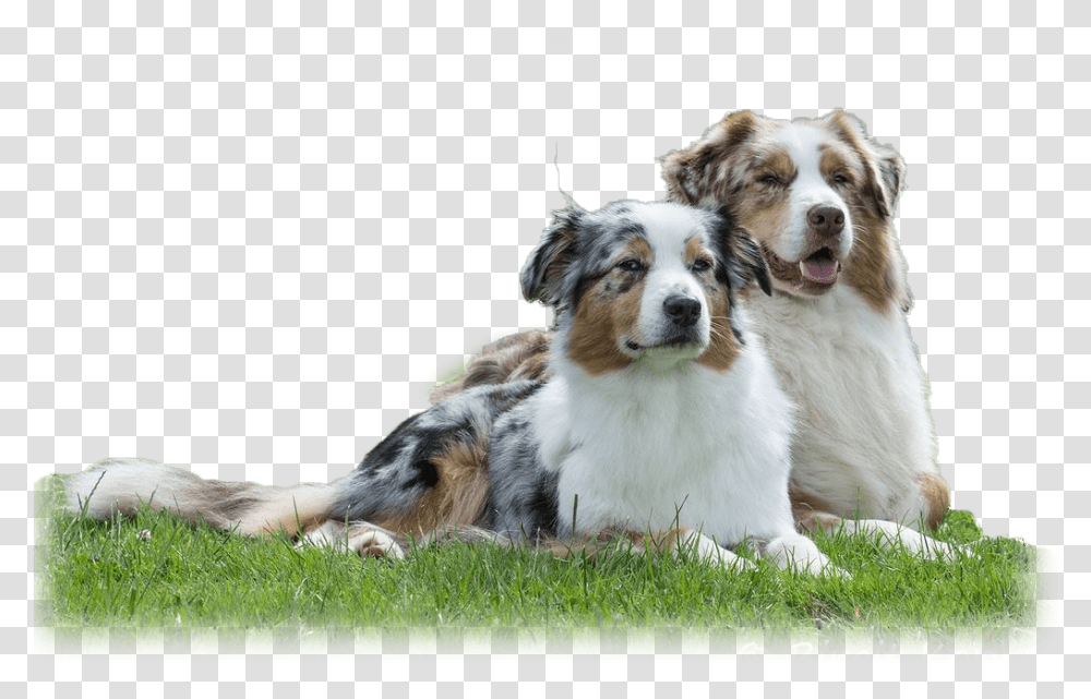 Australian Shepherd Australian Shepherd, Dog, Pet, Canine, Animal Transparent Png