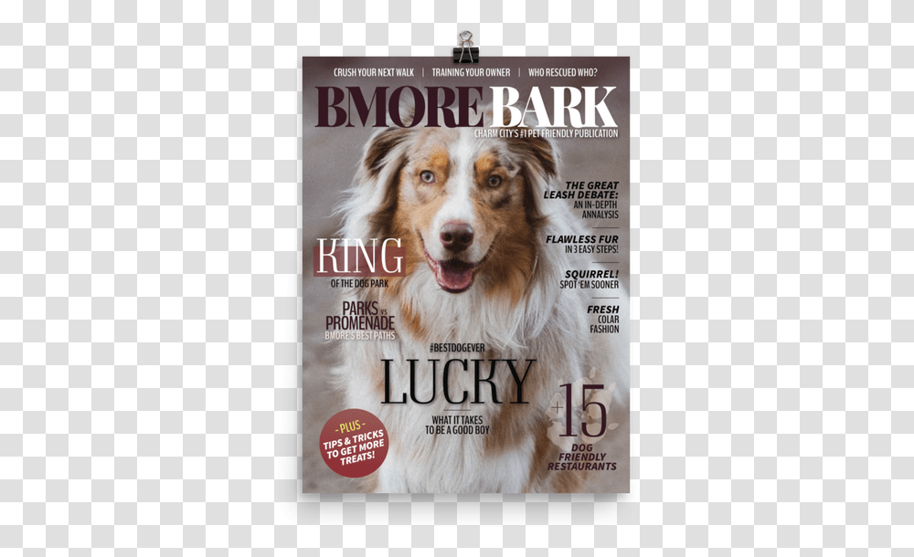 Australian Shepherd Brown And White, Magazine, Tabloid, Dog, Pet Transparent Png
