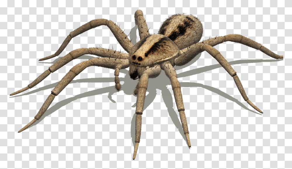 Australian Spiders Goliath Birdeater Wolf Spider Delena Spider Legs Side View, Animal, Invertebrate, Arachnid, Garden Spider Transparent Png