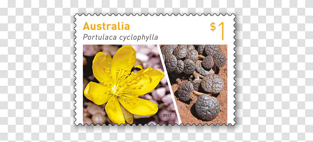 Australian Succulent 2017 Australian Stamp, Plant, Pineapple, Fruit, Food Transparent Png
