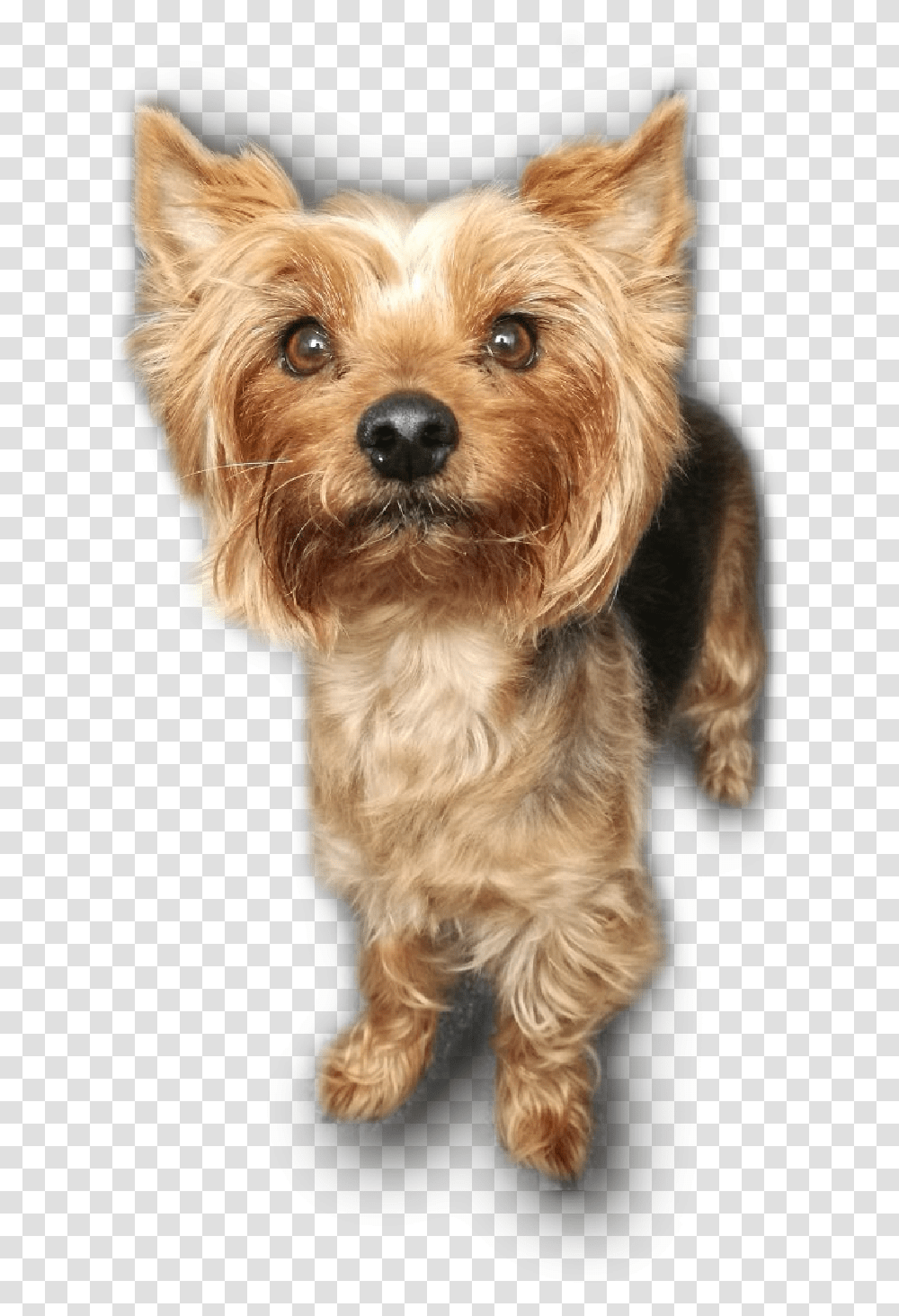 Australian Terrier Puppy Yorkshire Terrier, Dog, Pet, Canine, Animal Transparent Png