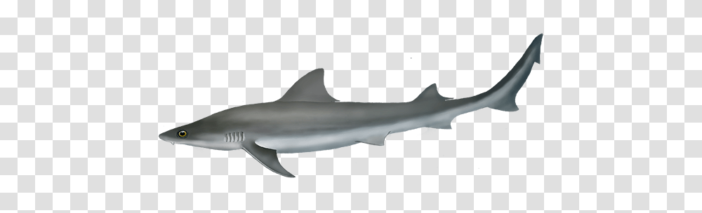 Australian Weasel Shark Oceanscape Network, Animal, Fish, Vehicle, Transportation Transparent Png