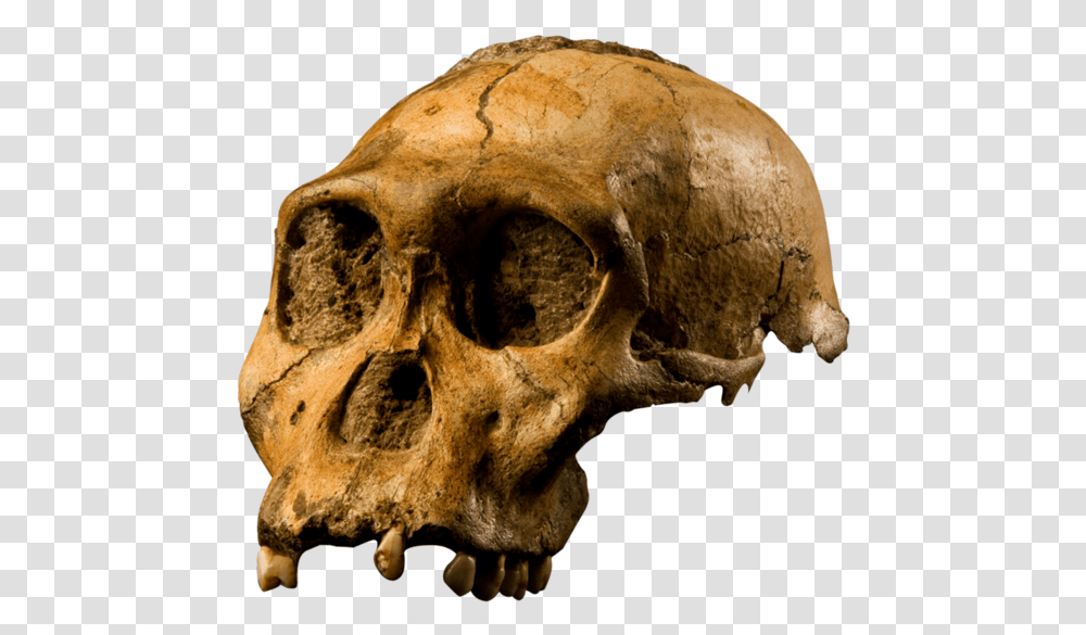 Australopithecus Sediba Skull, Skeleton, Fossil, Bear, Wildlife Transparent Png