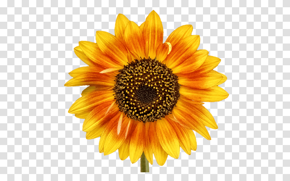 Autism Sunflower, Plant, Blossom, Daisy, Daisies Transparent Png