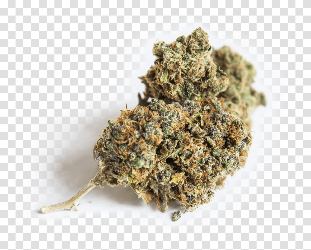 Auto Cure Cannabis Nug, Plant, Produce, Food, Honey Bee Transparent Png