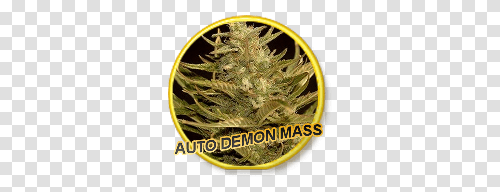 Auto Demon Mass Label, Plant, Weed, Hemp, Grass Transparent Png