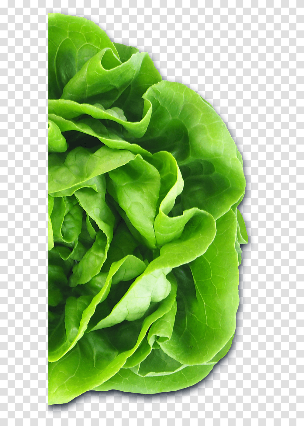 Auto Draft Lettuce, Plant, Vegetable, Food Transparent Png