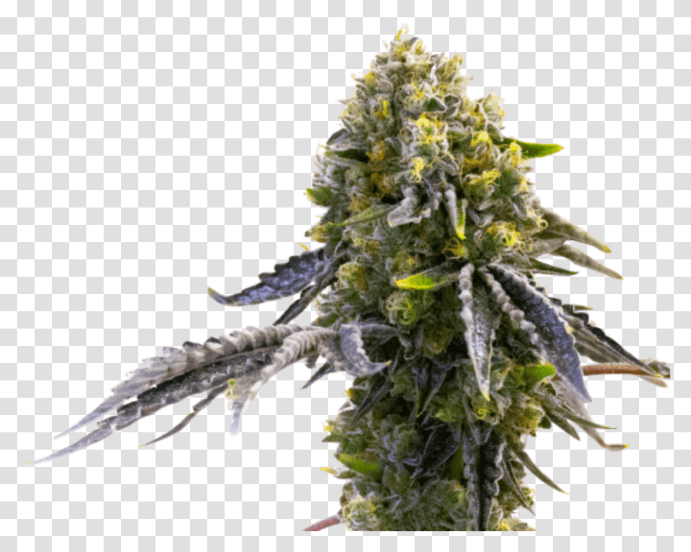Autoflowering Cannabis, Plant, Weed, Bird, Animal Transparent Png