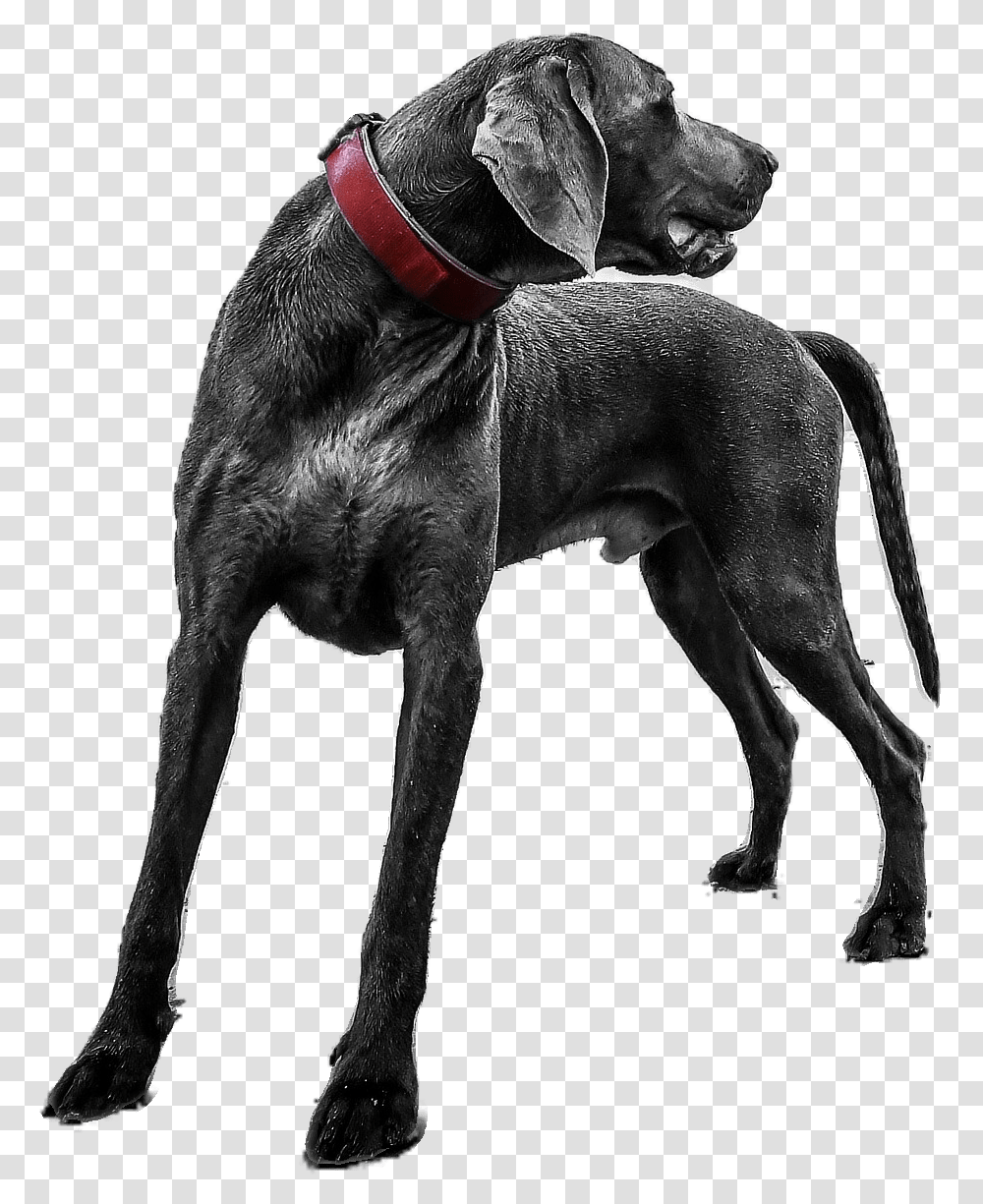 Automate Photo Background Removal With Ai Animal Background Removed, Pet, Canine, Mammal, Dog Transparent Png