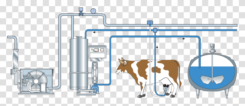 Automated Milking And Examination Of Cows, Cattle, Mammal, Animal, Dairy Cow Transparent Png