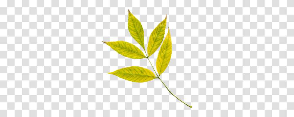 Autumn Nature, Leaf, Plant, Annonaceae Transparent Png