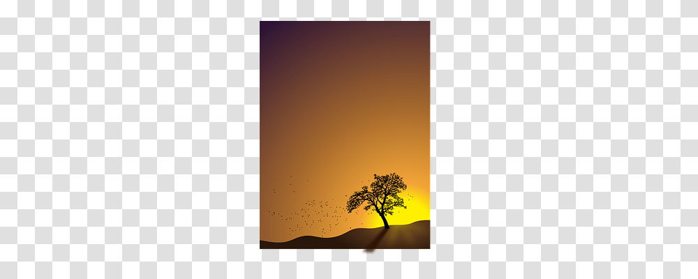 Autumn Nature, Tree, Plant, Oak Transparent Png