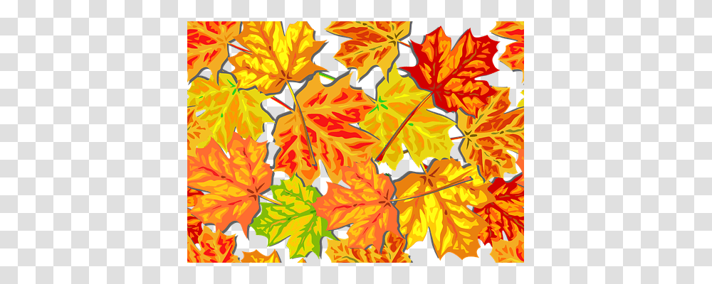 Autumn Leaf, Plant, Maple, Tree Transparent Png