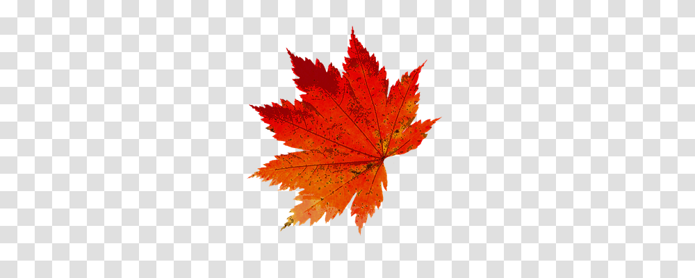 Autumn Nature, Leaf, Plant, Tree Transparent Png