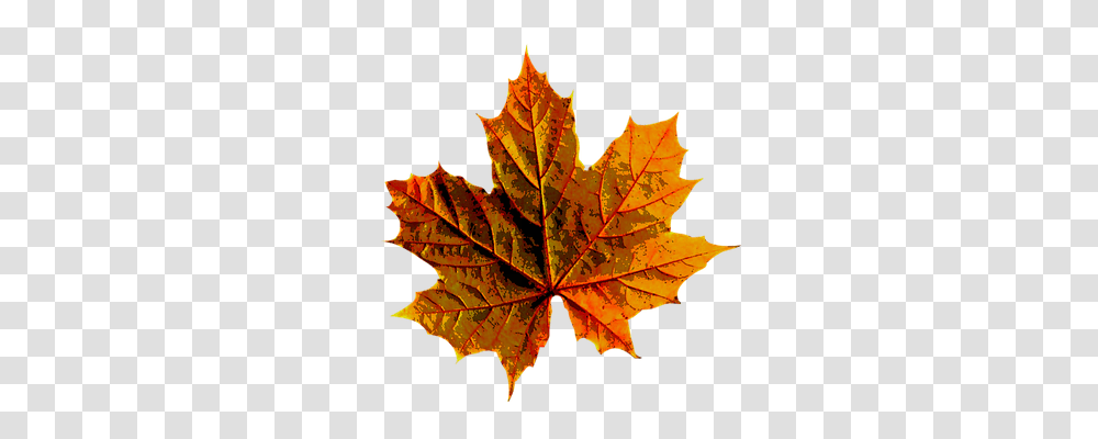 Autumn Nature, Leaf, Plant, Tree Transparent Png