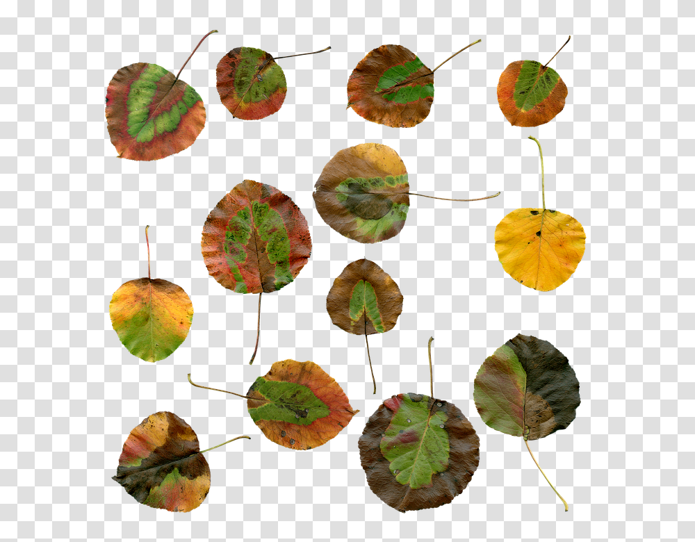 Autumn 960, Nature, Leaf, Plant, Veins Transparent Png