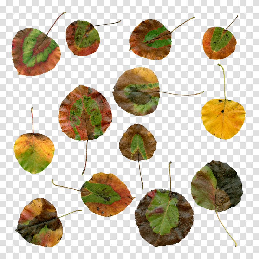 Autumn Nature, Leaf, Plant, Veins Transparent Png