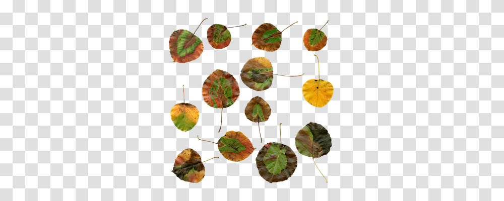 Autumn Nature, Leaf, Plant, Veins Transparent Png