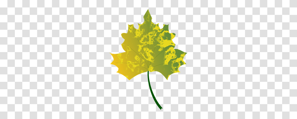 Autumn Nature, Leaf, Plant, Tree Transparent Png