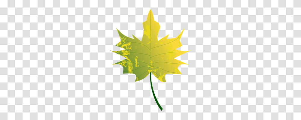 Autumn Nature, Leaf, Plant, Maple Leaf Transparent Png