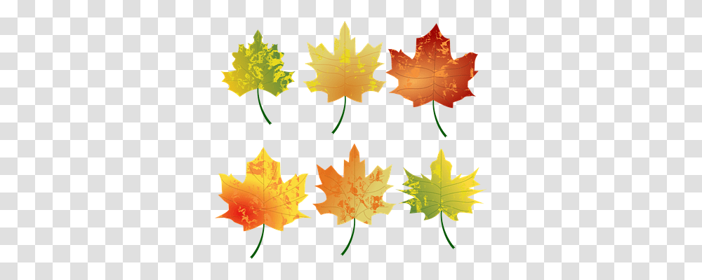 Autumn Nature, Leaf, Plant, Maple Transparent Png