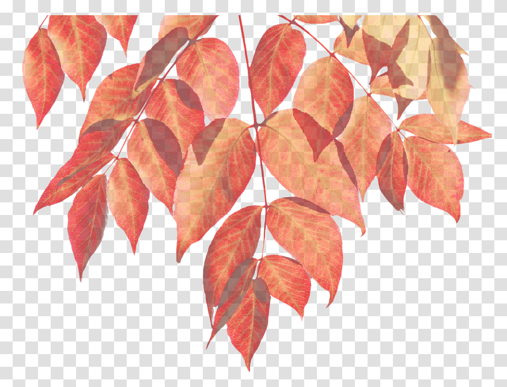 Autumn Nature, Leaf, Plant, Tree Transparent Png