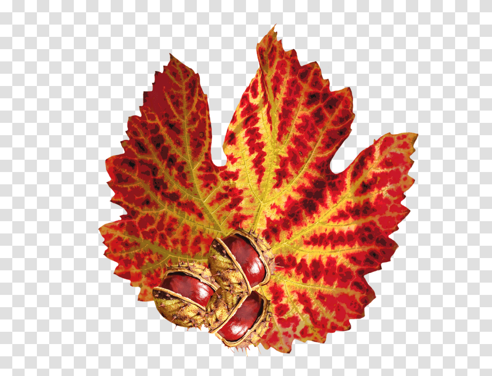 Autumn Nature, Leaf, Plant, Tree Transparent Png