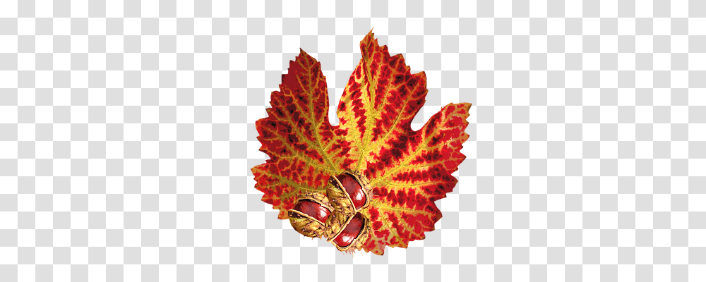 Autumn Nature, Leaf, Plant, Tree Transparent Png