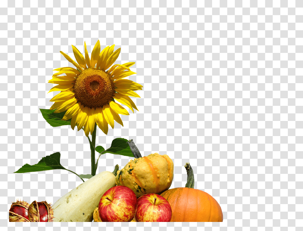 Autumn Nature, Plant, Pumpkin, Vegetable Transparent Png
