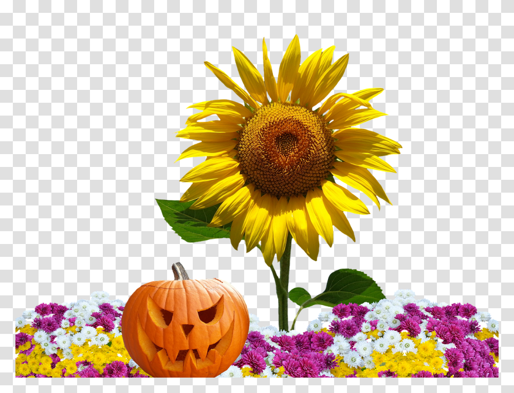 Autumn Nature, Plant, Flower, Blossom Transparent Png
