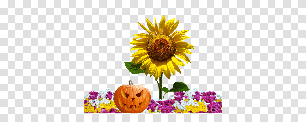 Autumn Nature, Plant, Flower, Blossom Transparent Png