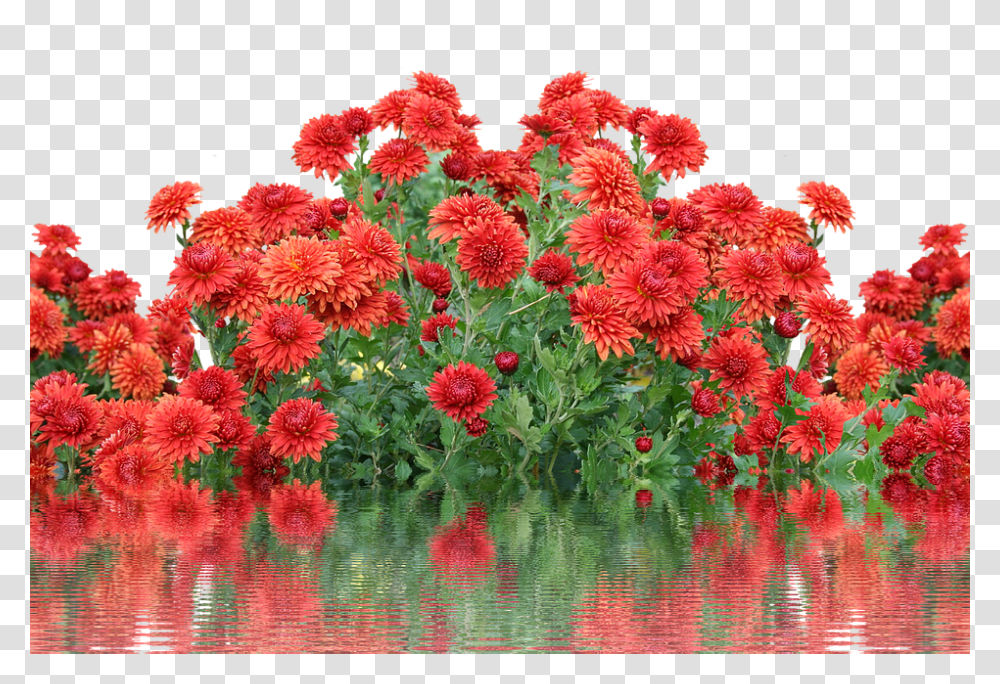 Autumn 960, Flower, Plant, Blossom, Dahlia Transparent Png