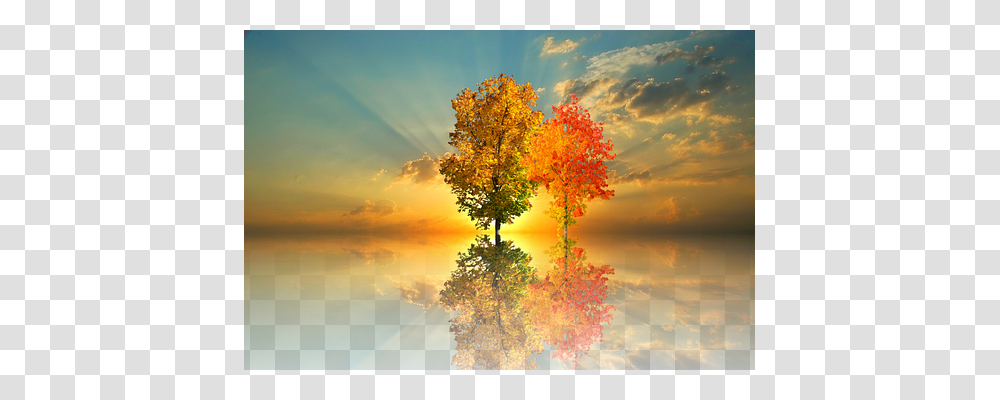 Autumn Nature, Tree, Plant, Maple Transparent Png