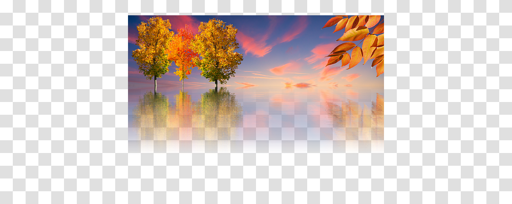 Autumn Nature, Tree, Plant, Outdoors Transparent Png