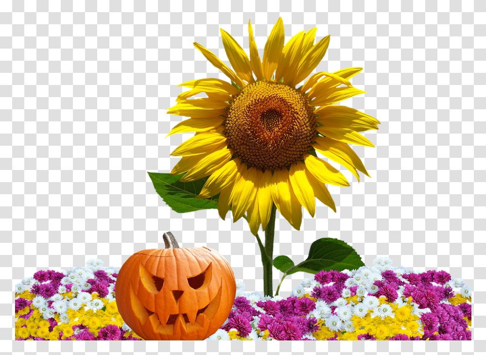Autumn Asters Autumn Flowers Fall Asters Nature, Plant, Blossom, Sunflower, Daisy Transparent Png