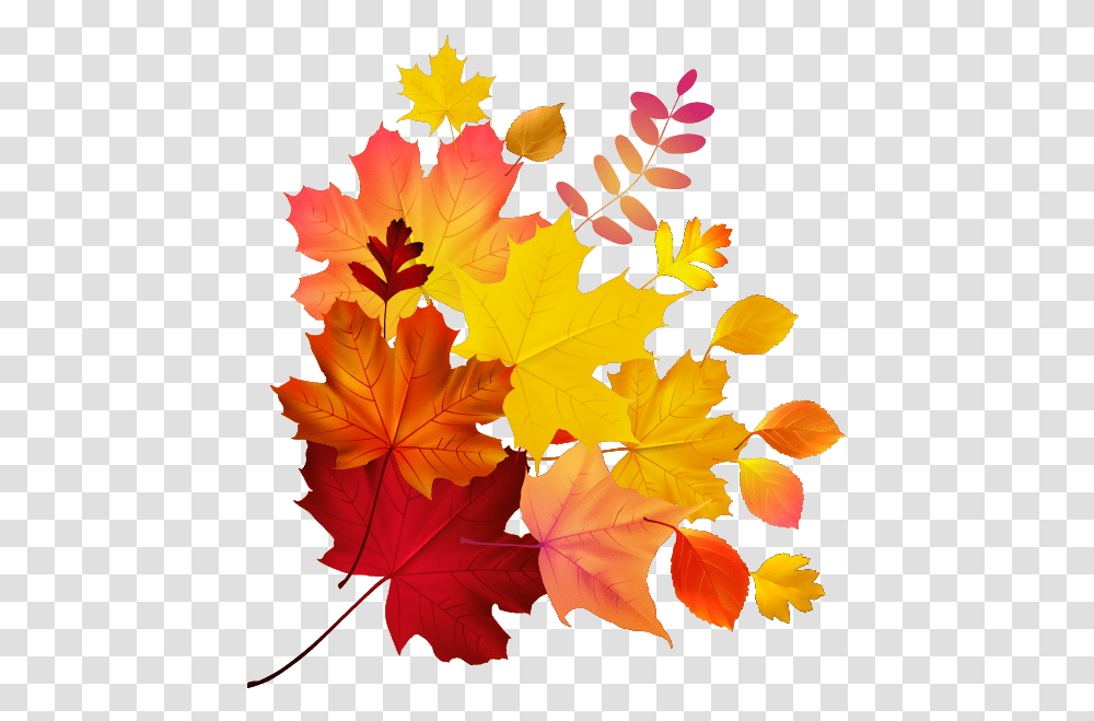 Autumn Color Leaf Maple Royalty Free Download Hq Autumn Leaves Vector, Plant, Tree, Maple Leaf Transparent Png