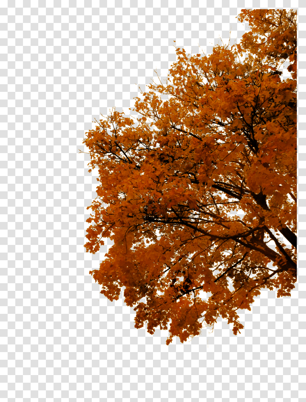 Autumn Cutout By Tigers Stock On Fall Tree, Plant, Maple Transparent Png