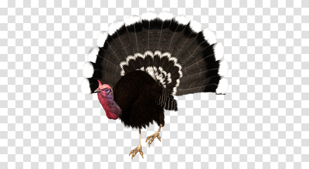 Autumn Dani Foster Herring, Turkey Bird, Poultry, Fowl, Animal Transparent Png