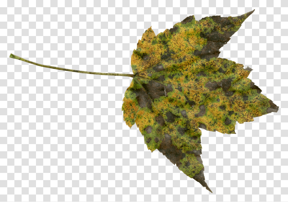 Autumn Fall Free Photo On Pixabay Foliage, Leaf, Plant, Tree, Veins Transparent Png