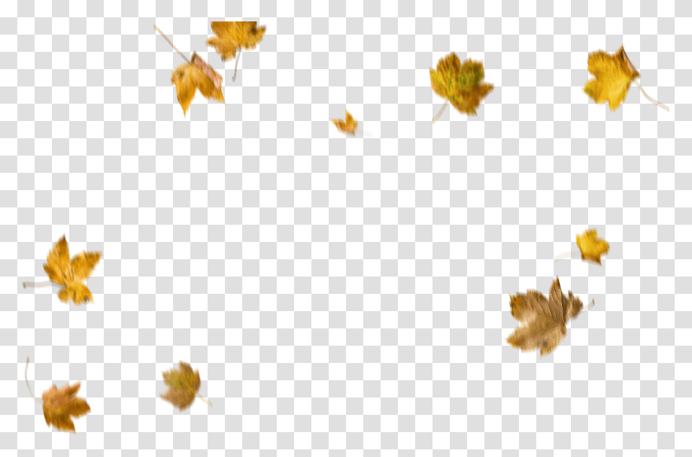 Autumn Fall Leaves Leaf Leaf Overlay, Plant, Tree, Maple Leaf, Fish Transparent Png