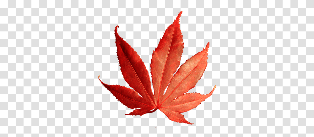 Autumn Falling Leaves Gsap Fall Clipart, Leaf, Plant, Tree, Maple Transparent Png