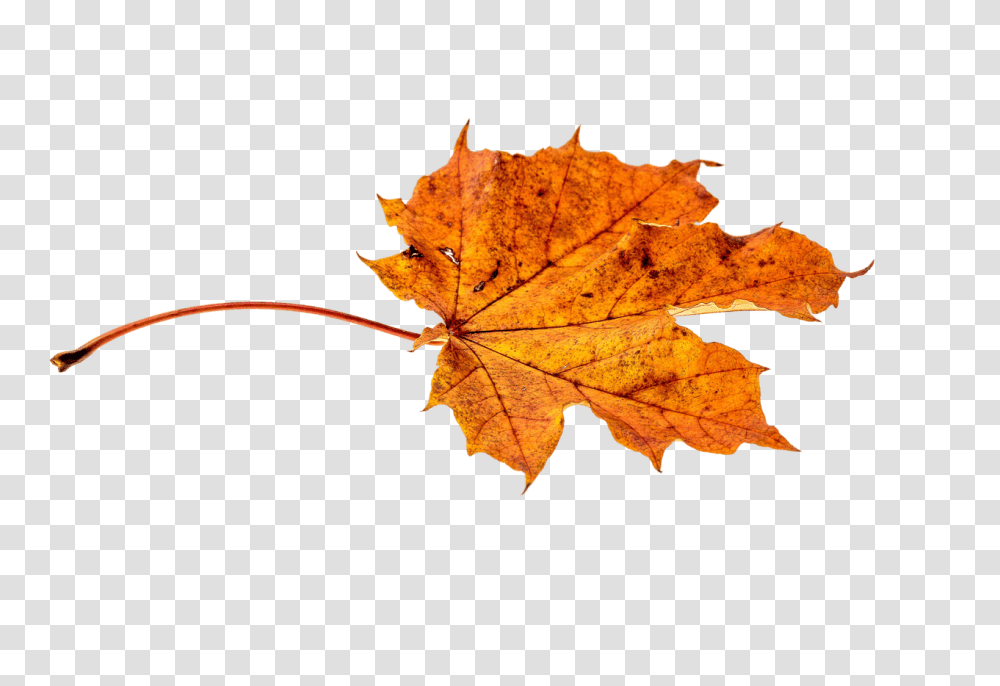 Autumn Falling Leaves Leaf Autumn Fall, Plant, Tree, Maple, Maple Leaf Transparent Png
