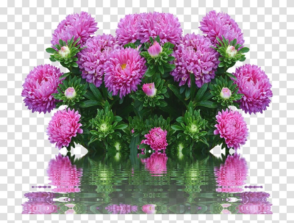 Autumn Flowers Purple Fall Asters Happy Birthday Aster, Dahlia, Plant, Blossom, Petal Transparent Png