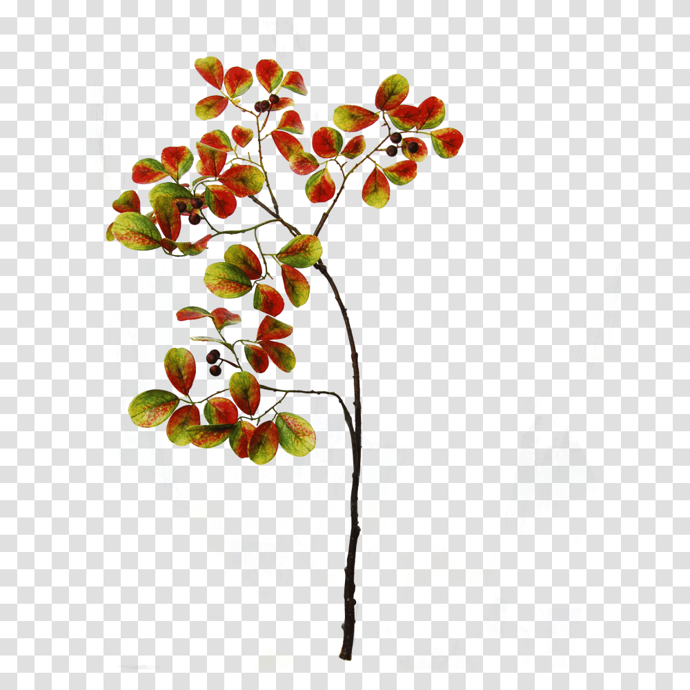 Autumn Foliage With Berries Cm Green Orange Brown, Floral Design, Pattern Transparent Png