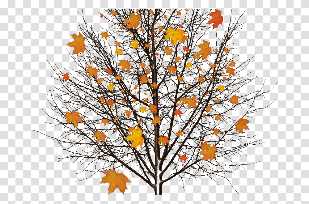 Autumn Free Background Seasons In Life Christian, Leaf, Plant, Christmas Tree, Ornament Transparent Png