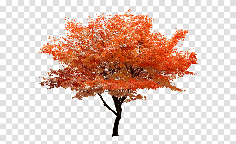 Autumn Image Autumn Tree, Plant, Maple, Fungus, Vegetation Transparent Png
