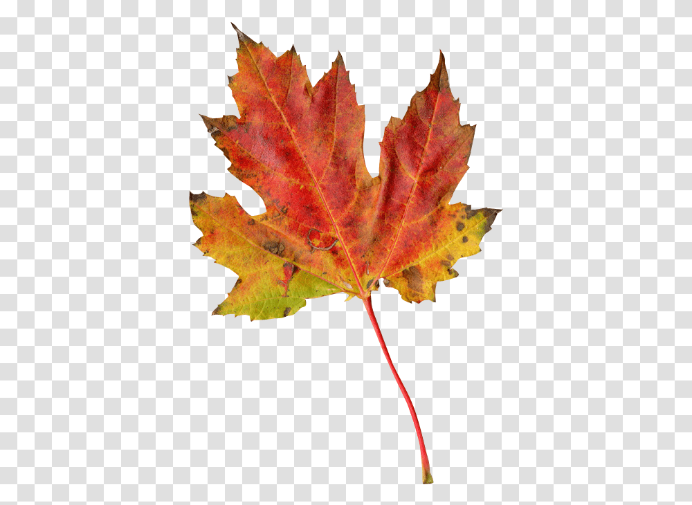 Autumn Leaf Autumn Leaf Photography, Plant, Tree, Maple, Maple Leaf Transparent Png